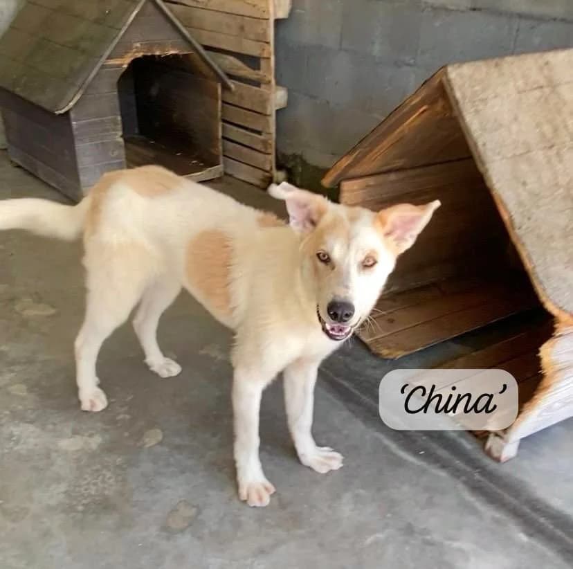China, male puppy Mixed Breed for adoption at Break the Chains for Dogs BG/UK