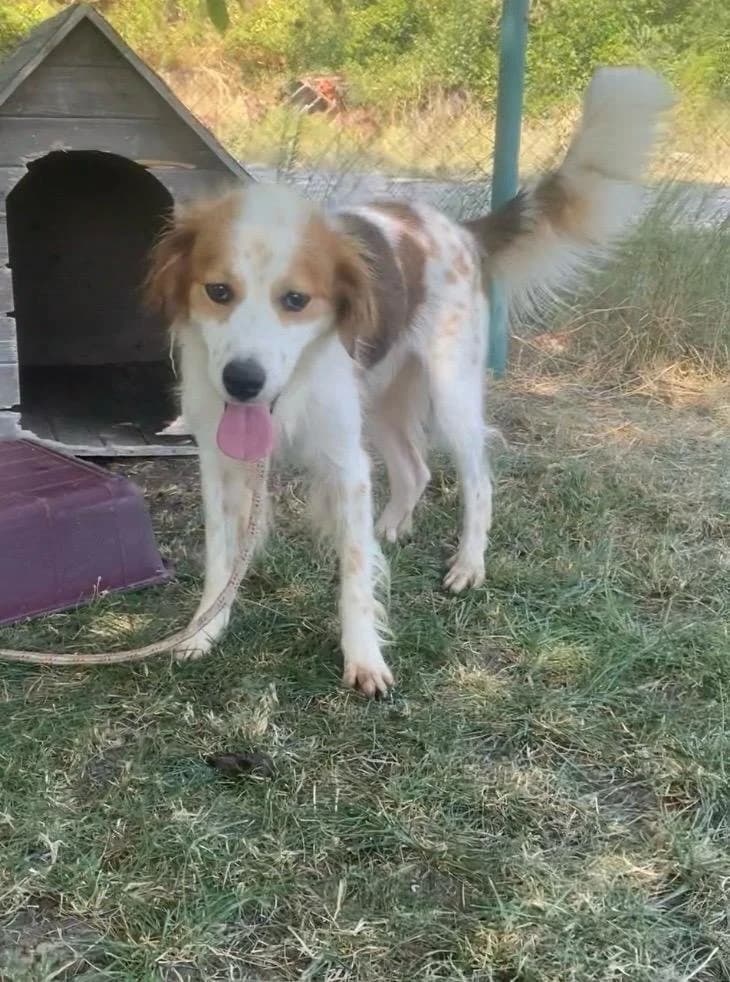 Clown, male Mixed Breed for adoption at Break the Chains for Dogs BG/UK