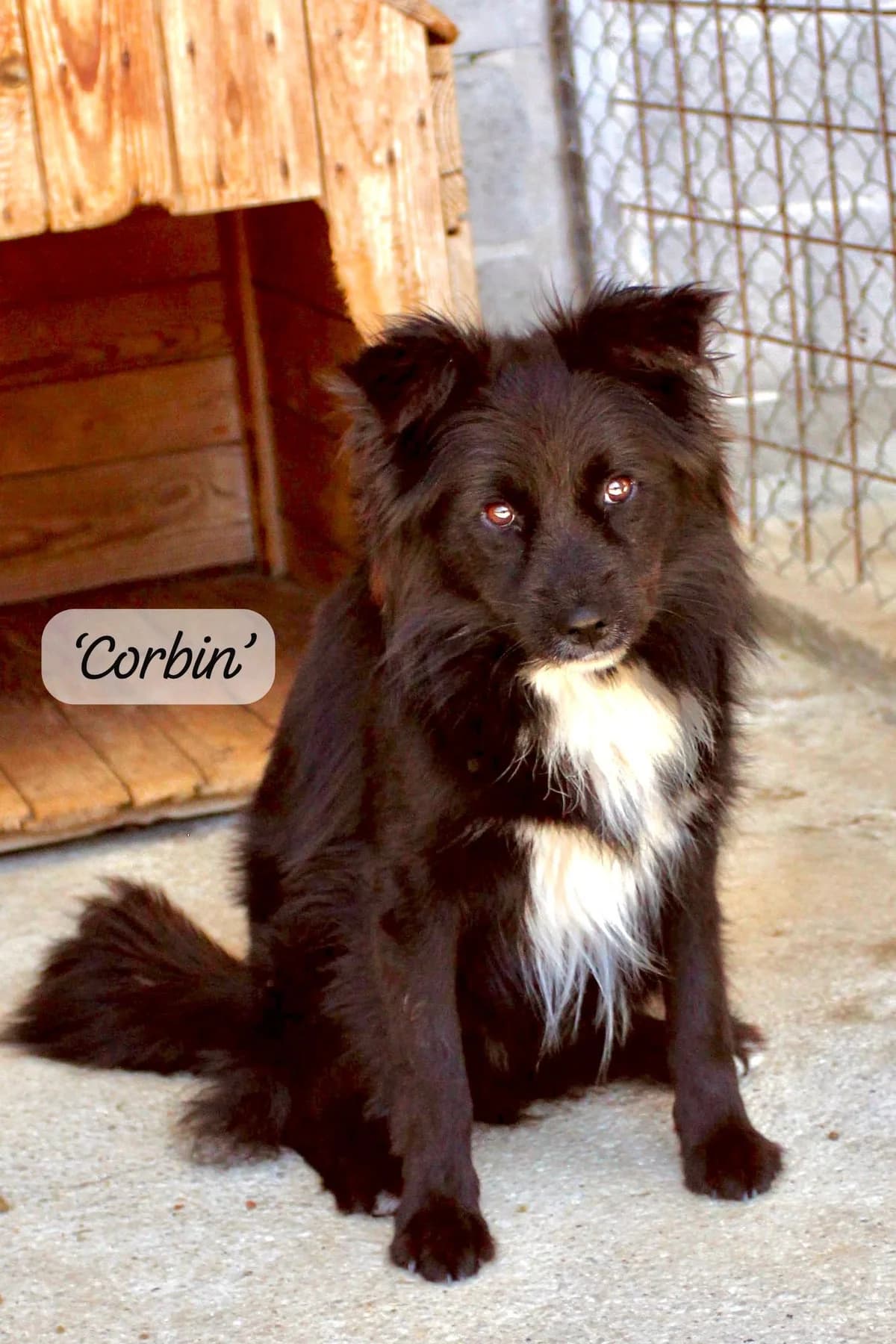 Corbin, male young Mixed Breed for adoption at Break the Chains for Dogs BG/UK