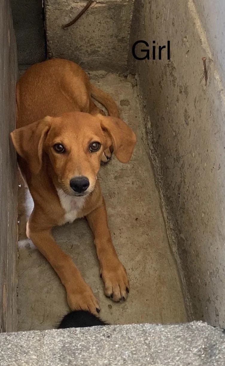 Dandie, female Mixed Breed for adoption at Break the Chains for Dogs BG/UK
