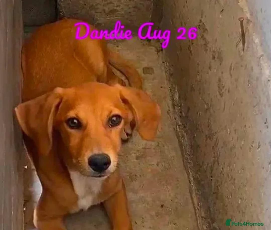 Dandie, female puppy Mixed Breed for adoption at Break the Chains for Dogs BG/UK