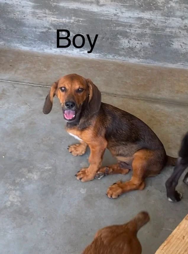 Dinmont, male Mixed Breed for adoption at Break the Chains for Dogs BG/UK