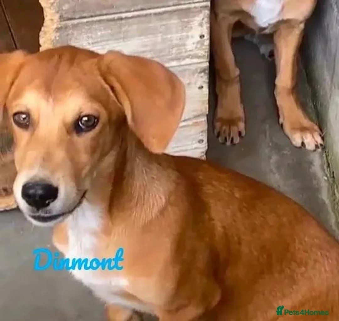 Dinmont, male Mixed Breed for adoption at Break the Chains for Dogs BG/UK