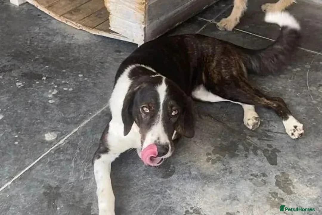 Elin, female 3yo Mixed Breed for adoption at Break the Chains for Dogs BG/UK