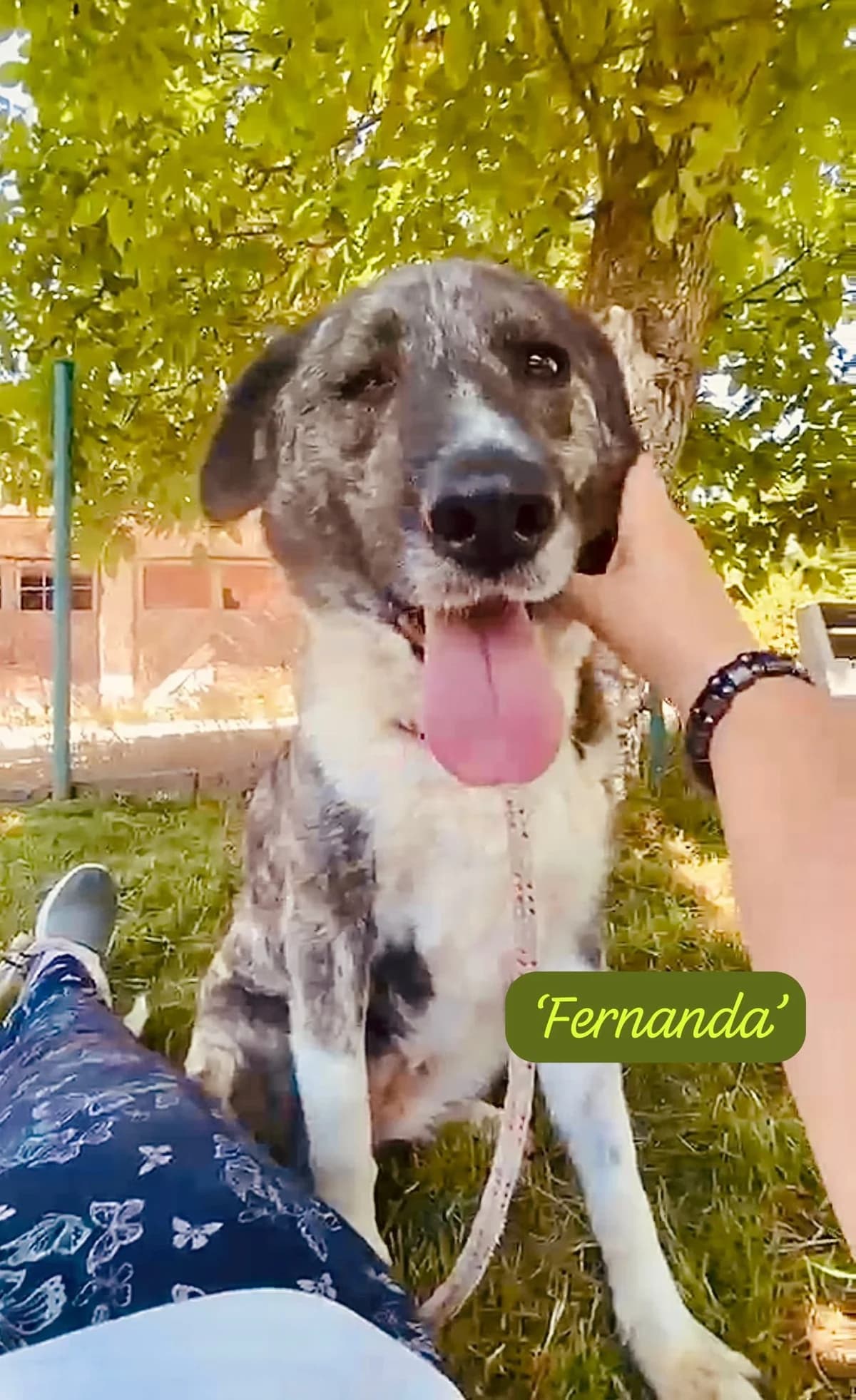 Fernanda, female Mixed Breed for adoption at Break the Chains for Dogs BG/UK