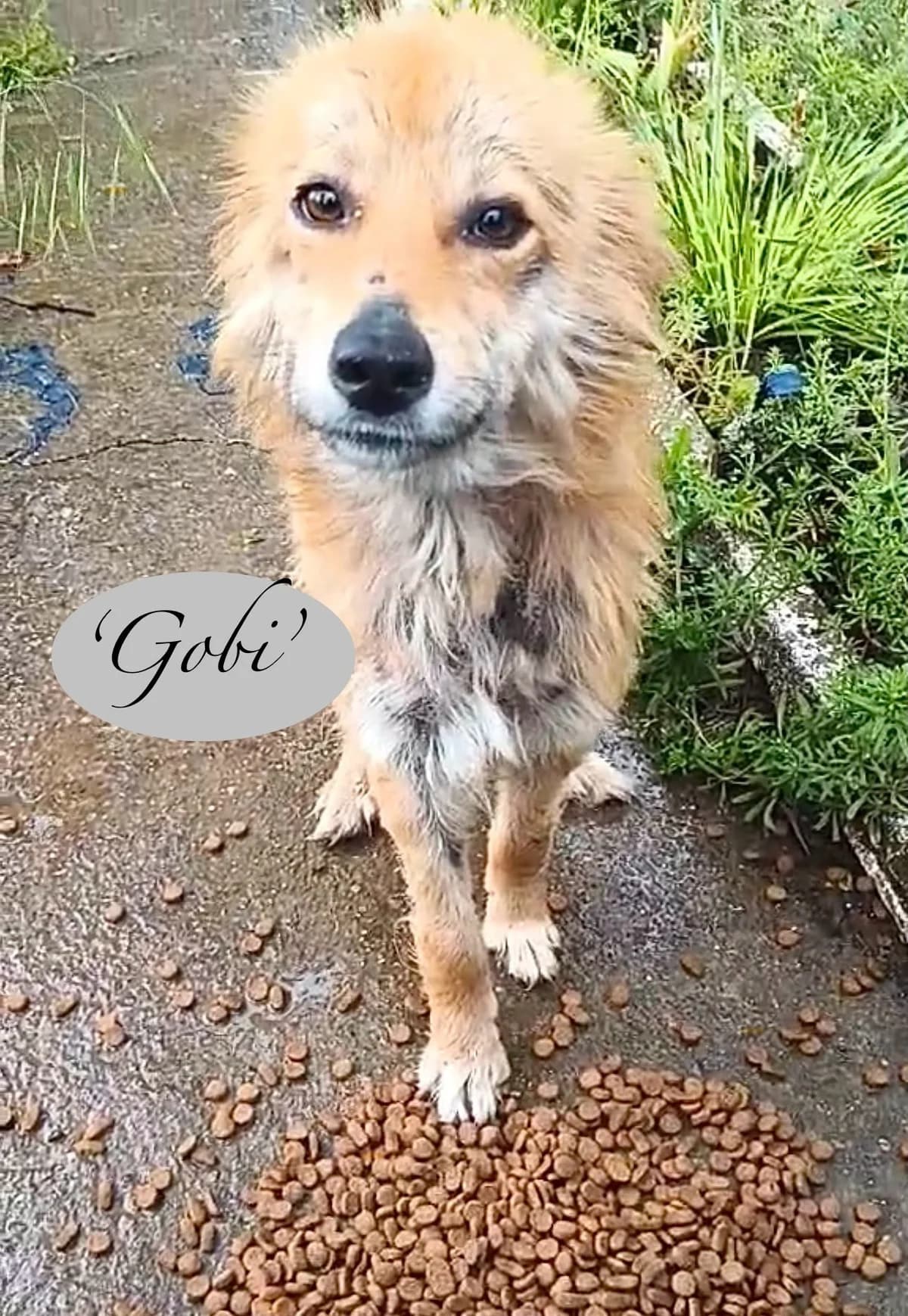 Gobi, male Mixed Breed for adoption at Break the Chains for Dogs BG/UK