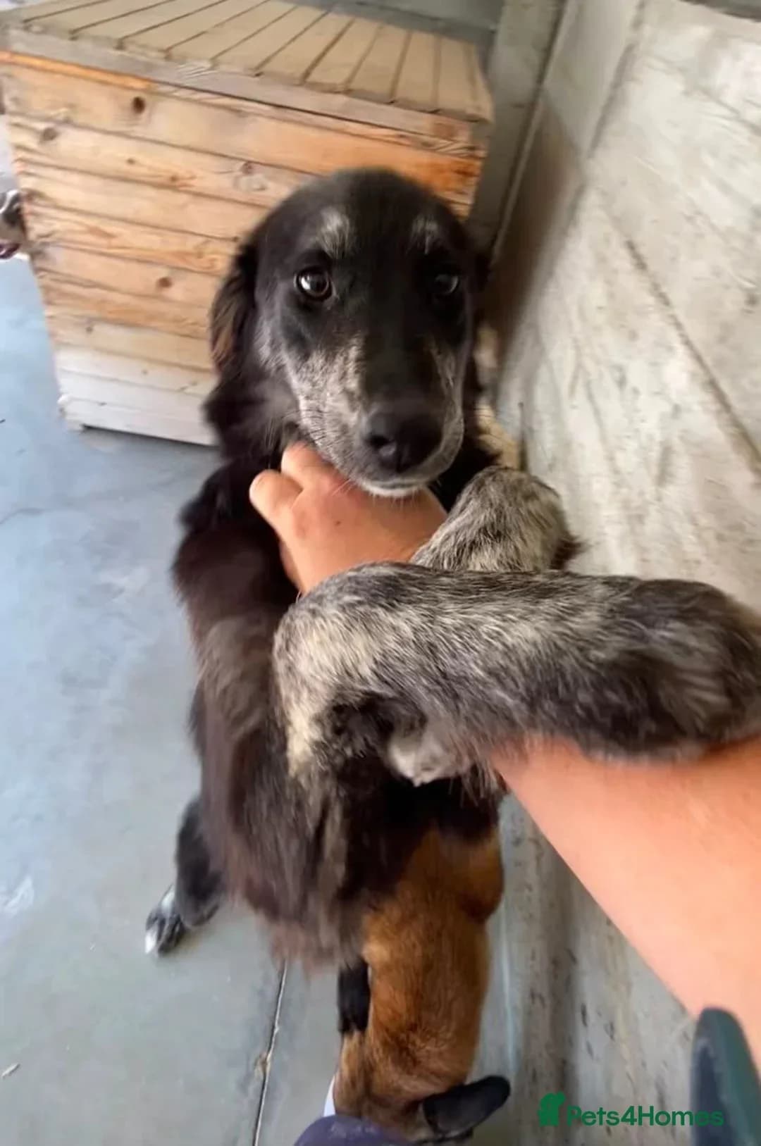Kaitie, female young Mixed Breed for adoption at Break the Chains for Dogs BG/UK