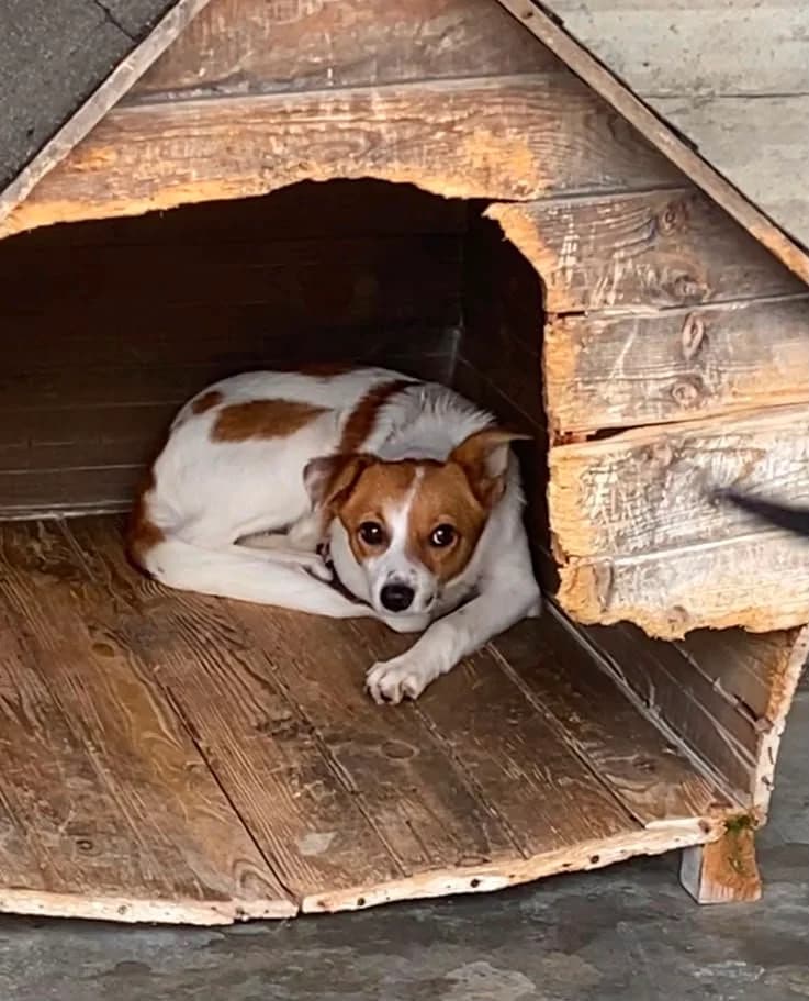 Mirabel, female puppy Mixed Breed for adoption at Break the Chains for Dogs BG/UK