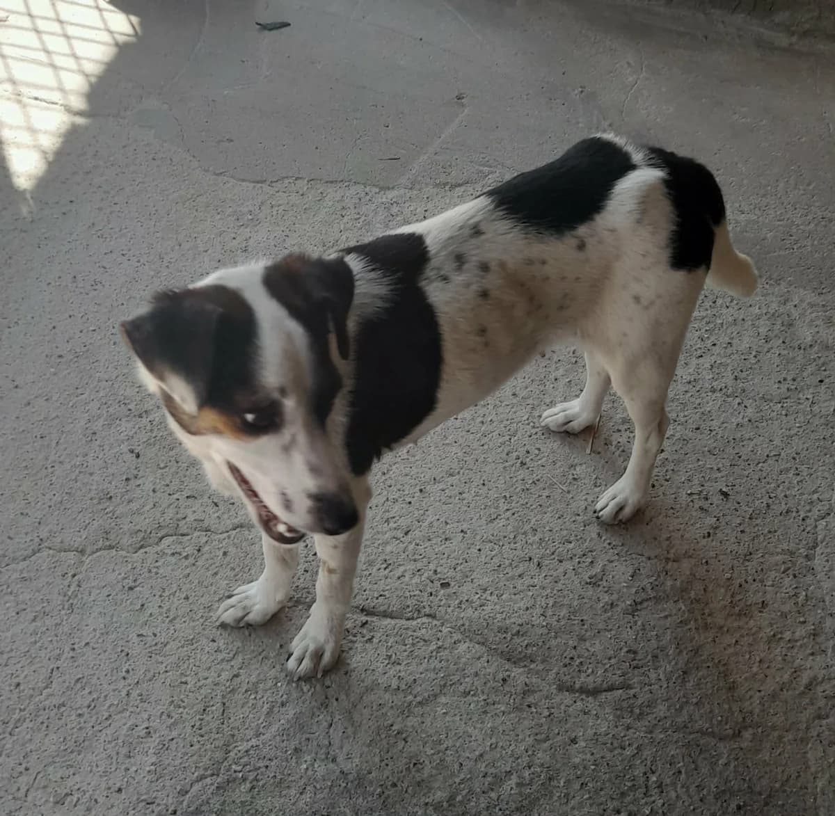 Moon, female 5yo Mixed Breed for adoption at Break the Chains for Dogs BG/UK