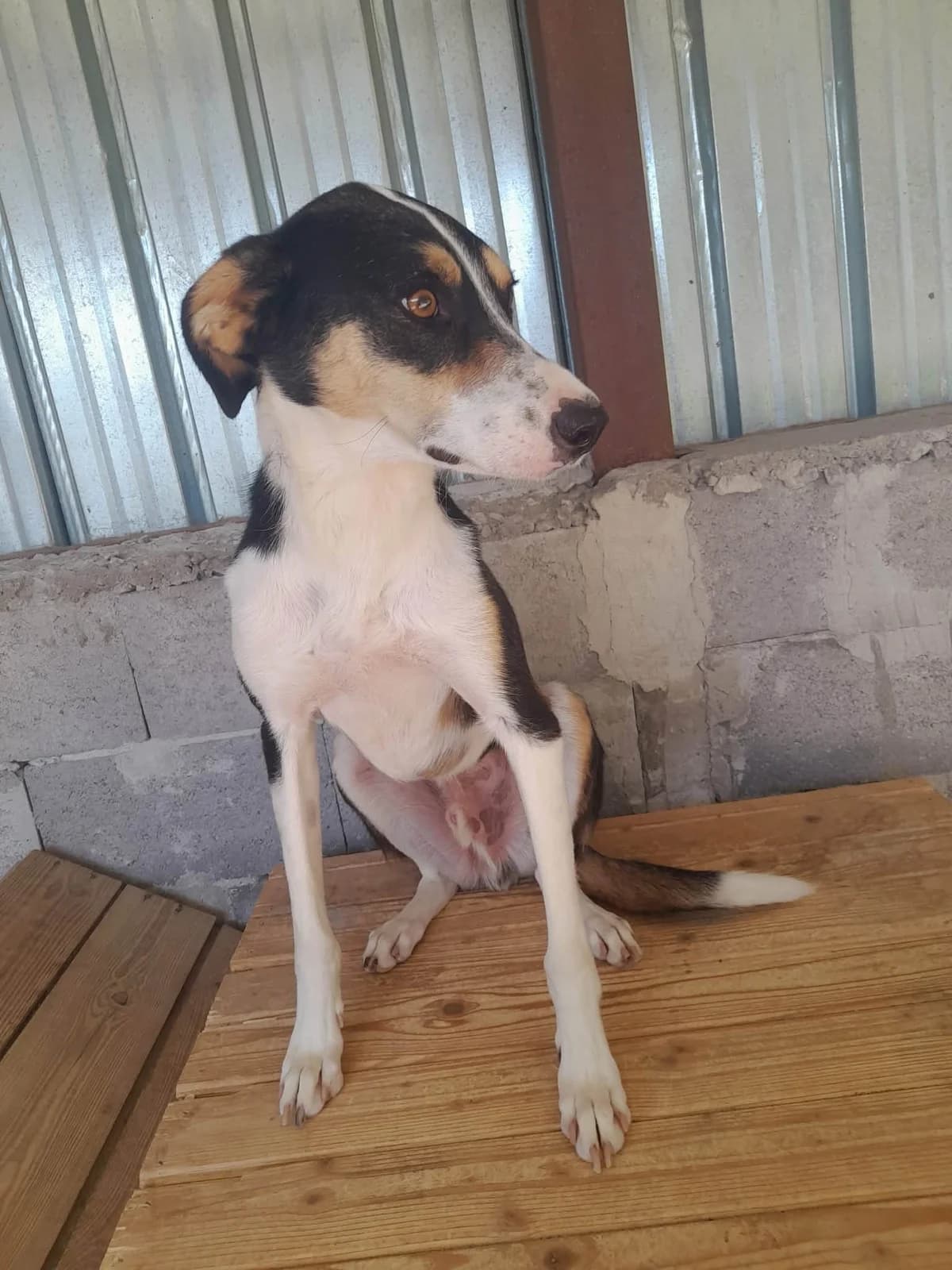 Sailor, male young Mixed Breed for adoption at Break the Chains for Dogs BG/UK