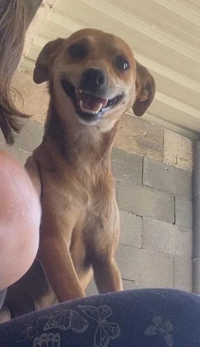 Tansy, female 4yo Mixed Breed for adoption at Break the Chains for Dogs BG/UK