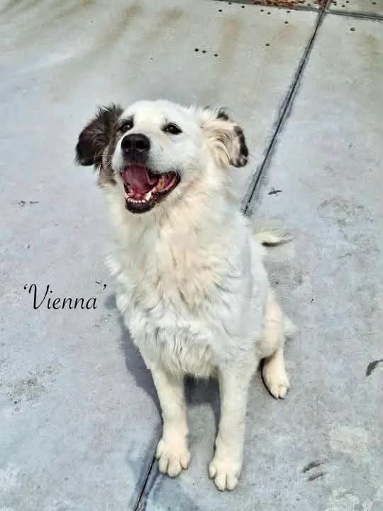 Vienna, female senior Mixed Breed for adoption at Break the Chains for Dogs BG/UK