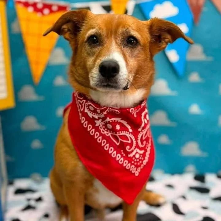 Bear, male 7yo mixed breed for adoption at Brighter Days Rescue