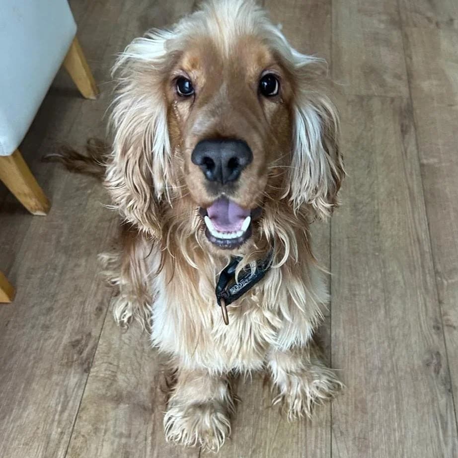 Buddy, male 3yo Cocker Spaniel for adoption at Brighter Days Rescue