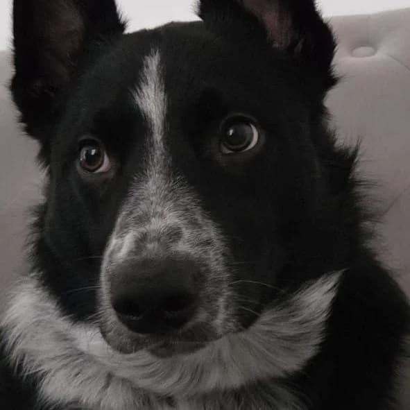 Casper, male young Border Collie for adoption at Brighter Days Rescue
