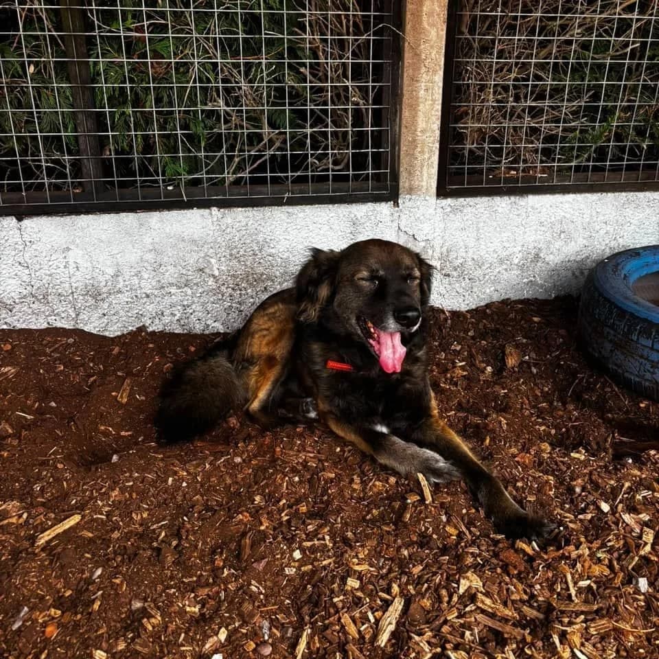 Finley, male 6yo mixed breed for adoption at Brighter Days Rescue