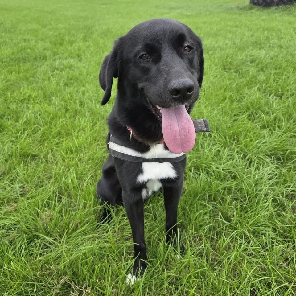 Grady, male young mixed breed for adoption at Brighter Days Rescue