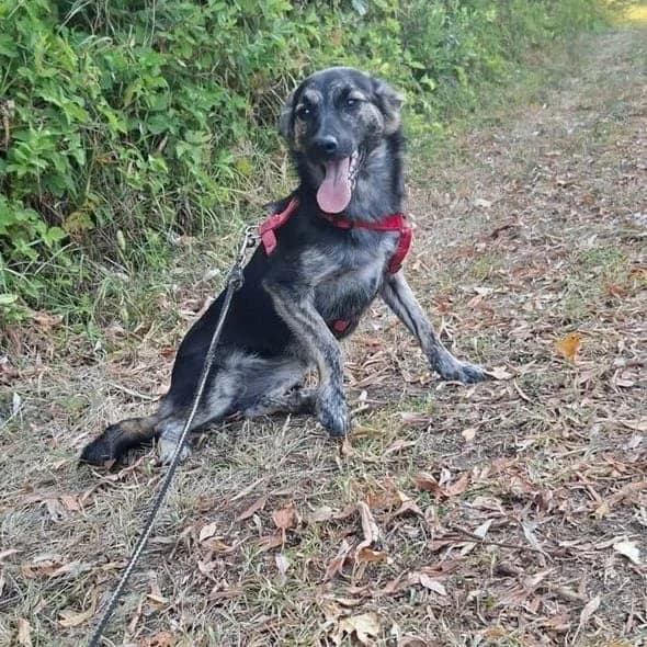 Indy, female puppy mixed breed for adoption at Brighter Days Rescue