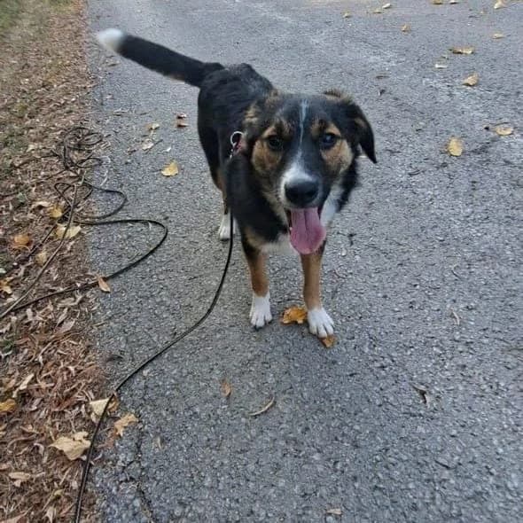 Isabella, female puppy mixed breed for adoption at Brighter Days Rescue