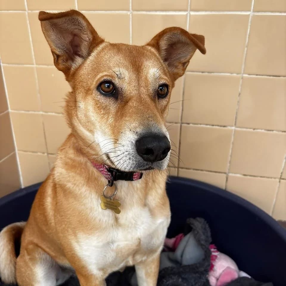 Jasmine, female 3yo mixed breed for adoption at Brighter Days Rescue