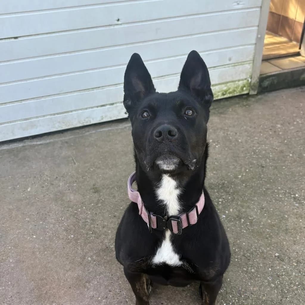Minnie, female young Mixed Breed for adoption at Brighter Days Rescue