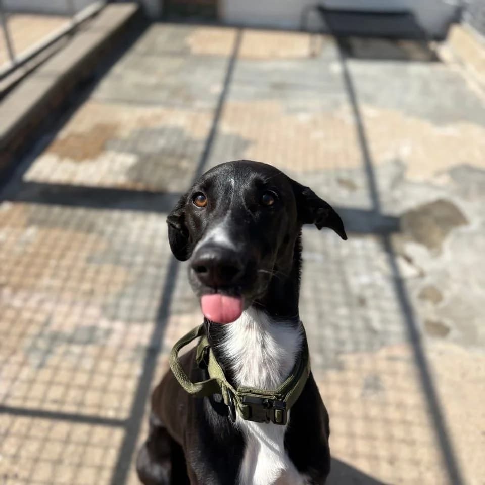Nando, male young mixed breed for adoption at Brighter Days Rescue