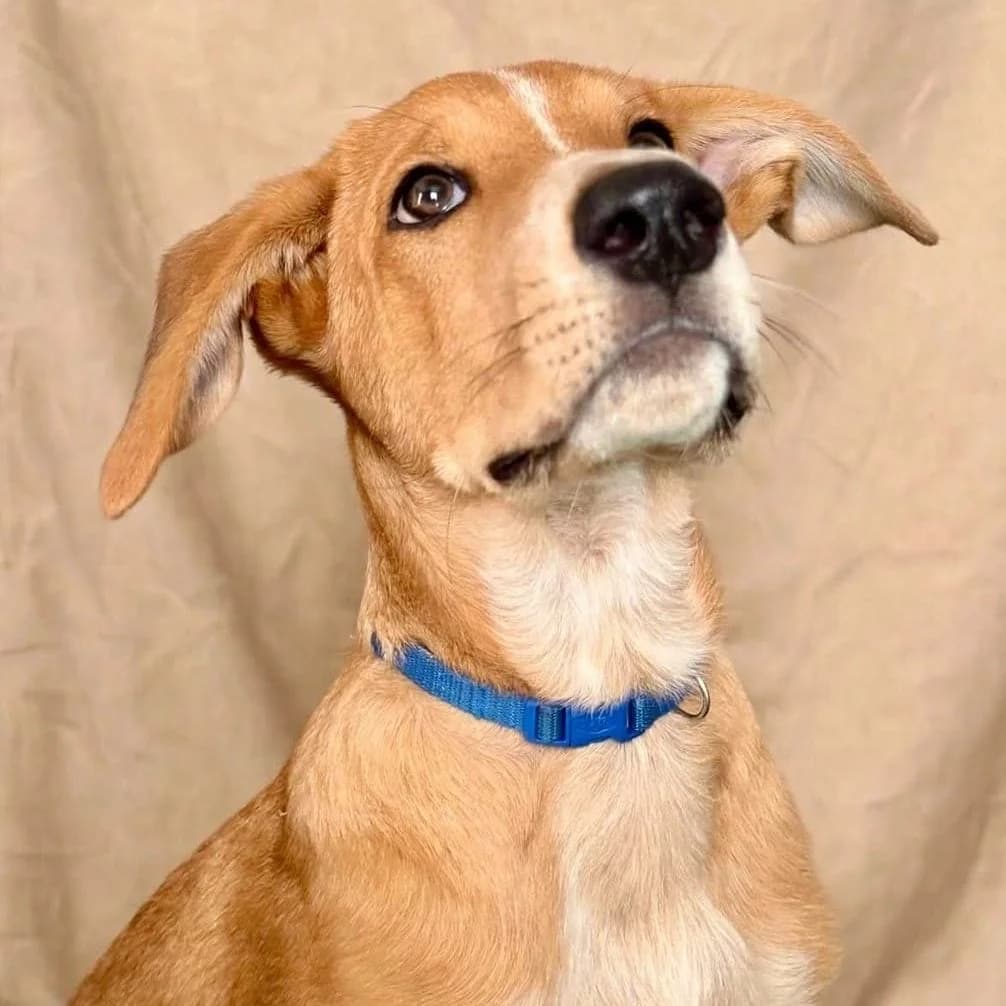 Nico, male puppy Podenco for adoption at Brighter Days Rescue