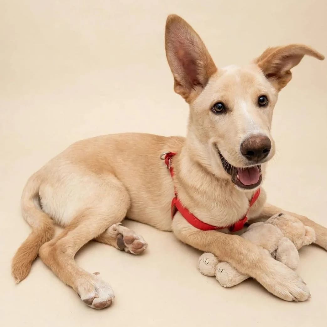 Pedri, male puppy Podenco for adoption at Brighter Days Rescue