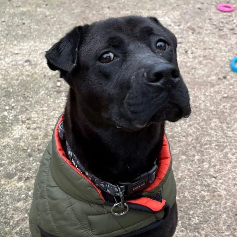 Skye, female 3yo Mixed Breed for adoption at Brighter Days Rescue