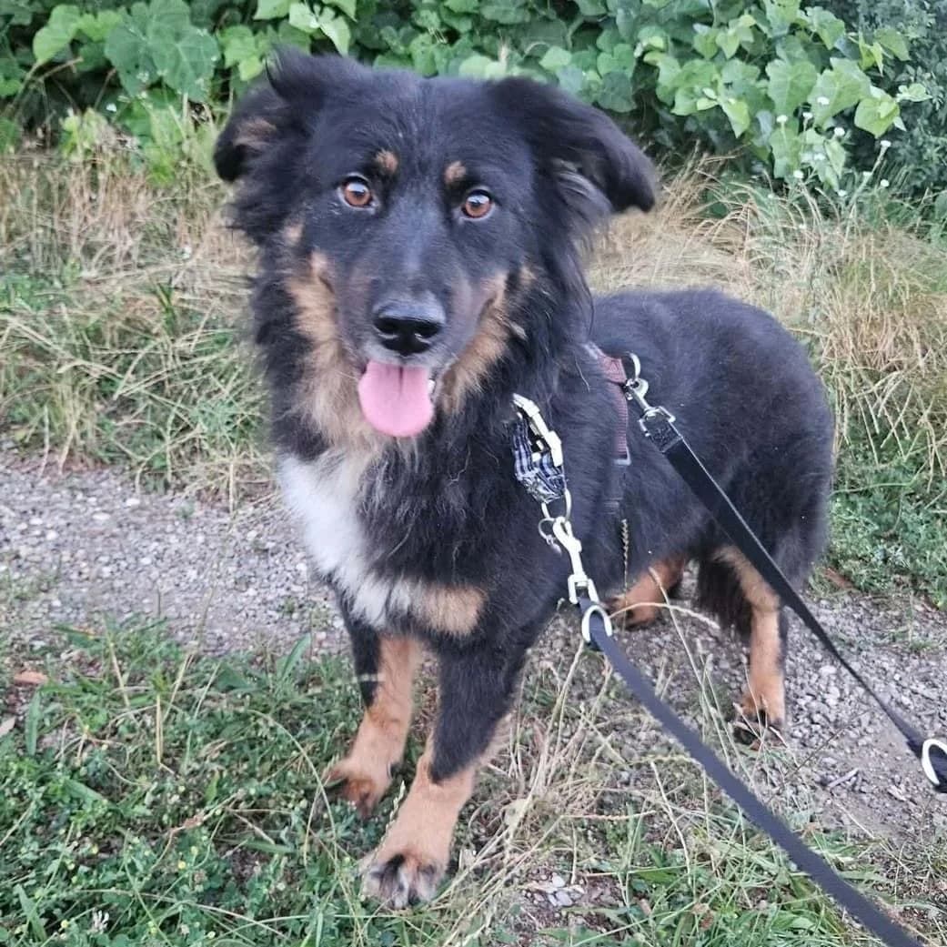 Taz, male 5yo mixed breed for adoption at Brighter Days Rescue