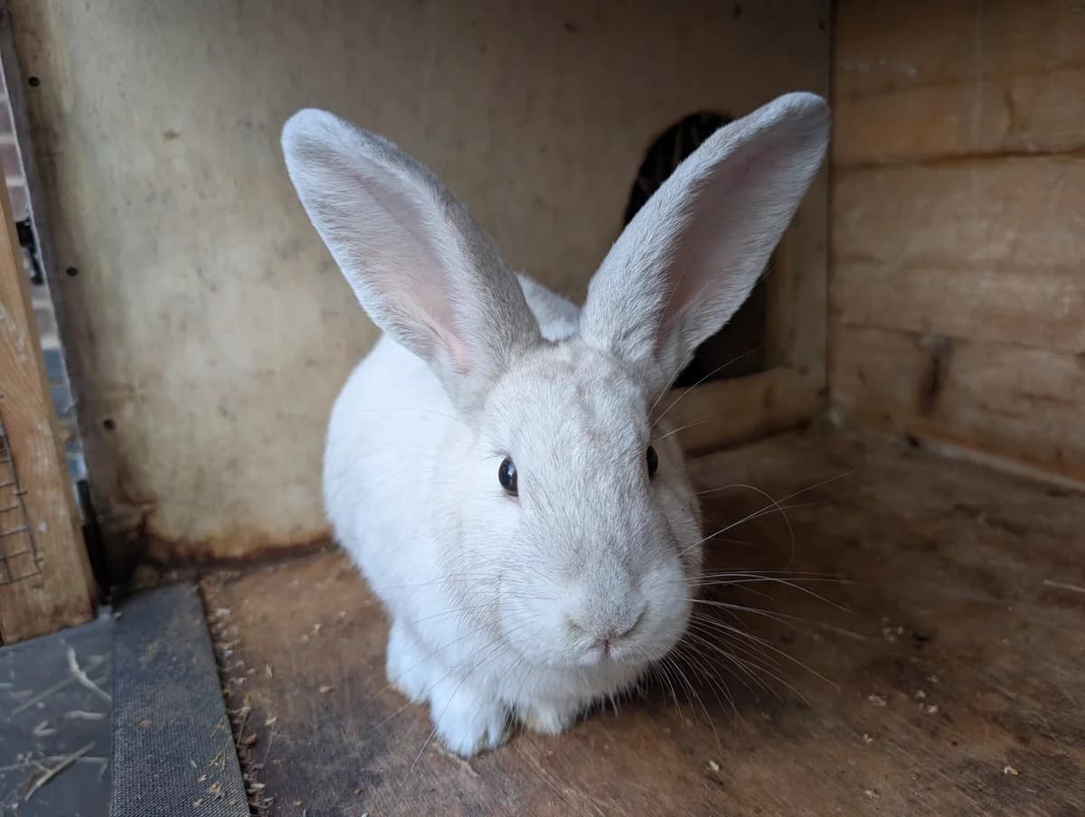 Bella, female Mixed Breed for adoption at Brinsley Animal Rescue
