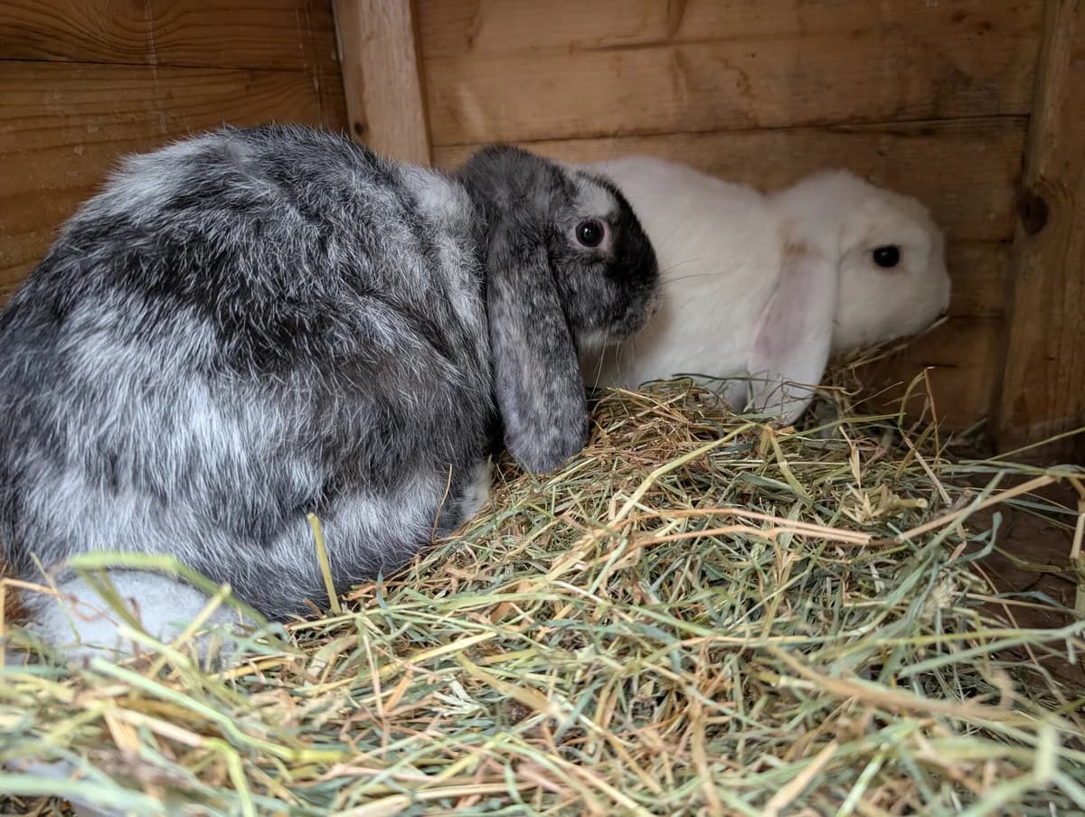 Peanut and Penny, female Mixed Breed for adoption at Brinsley Animal Rescue