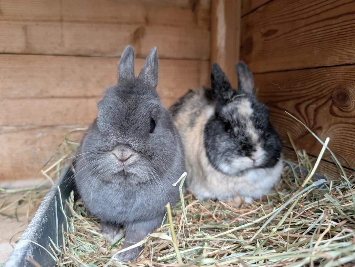Stanley and Luna, male Mixed Breed for adoption at Brinsley Animal Rescue