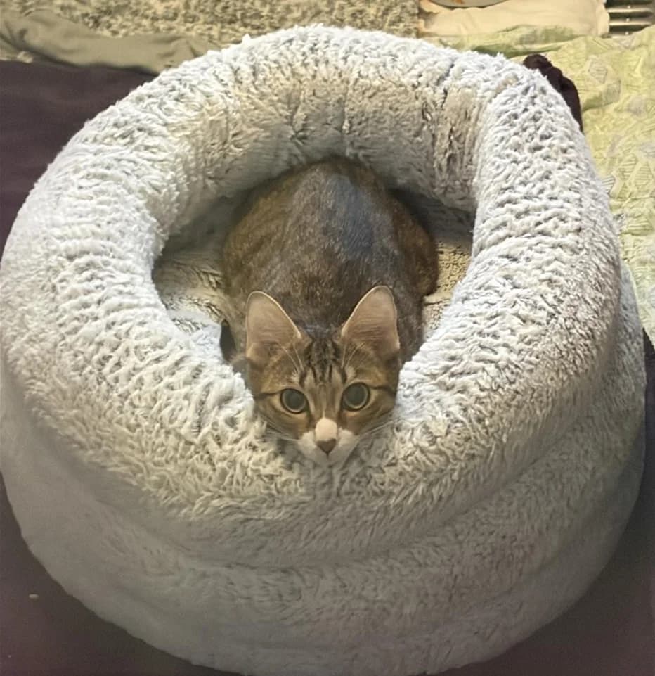 Charlie, female young Mixed Breed Cat for adoption at Bristol Animal Rescue Centre, Bristol