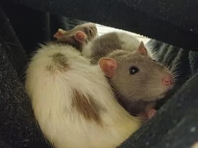 Delores and Sinta, female mixed breed for adoption at Bristol Animal Rescue Centre, Bristol