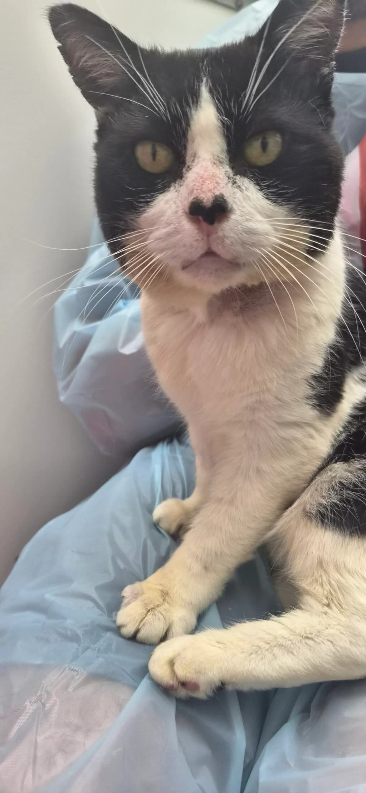 Edgar Allen Toe, male Mixed Breed Cat for adoption at Bristol Animal Rescue Centre, Bristol