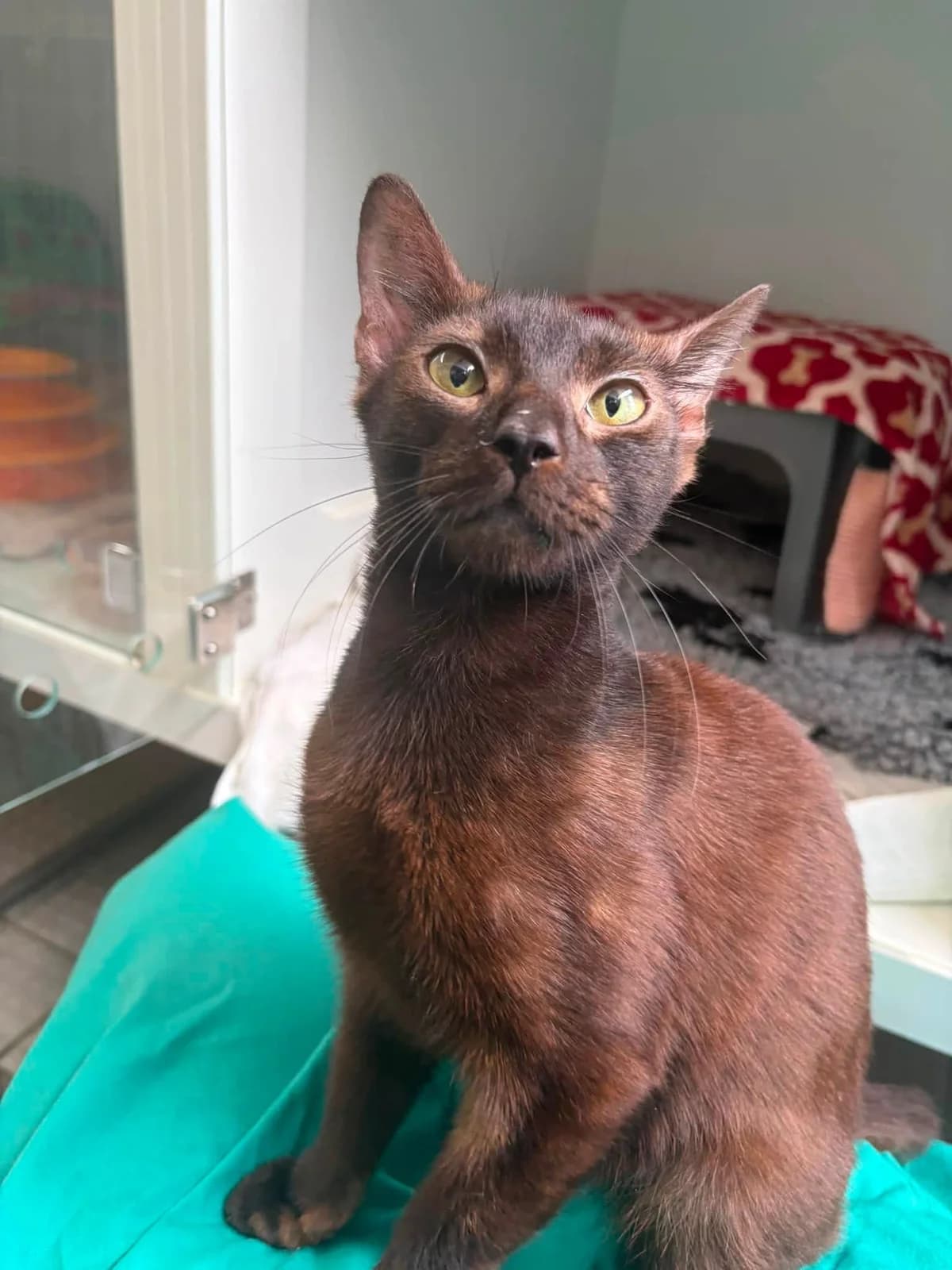 Gyptian, male puppy Mixed Breed Cat for adoption at Bristol Animal Rescue Centre, Bristol