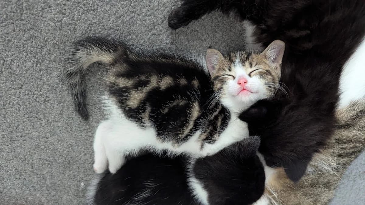 Kelpie and Selkie, male mixed breed for adoption at Bristol Animal Rescue Centre, Bristol