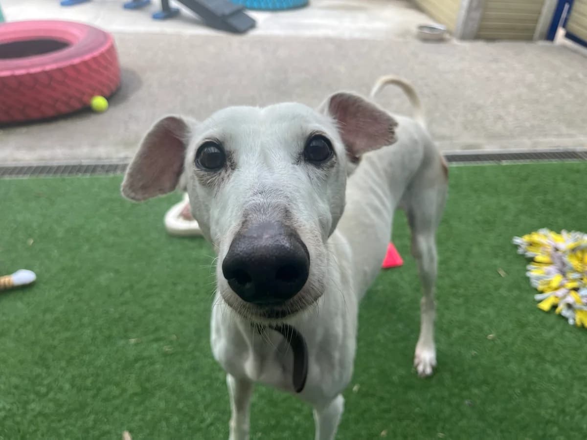 Lady Wallace, female 5yo Lurcher for adoption at Bristol Animal Rescue Centre, Bristol