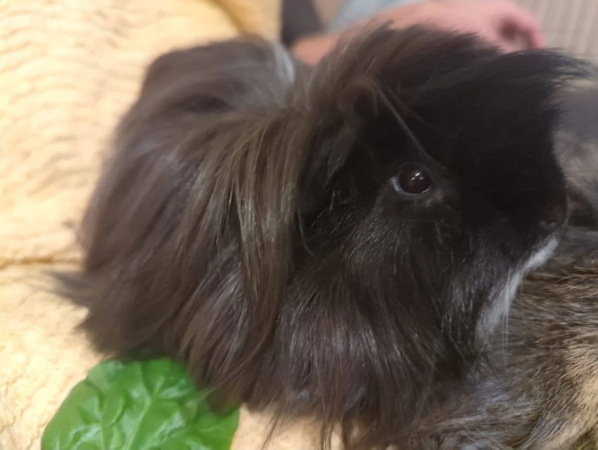 Lollipop and Rascal, female puppy Guinea Pig for adoption at Bristol Animal Rescue Centre, Bristol