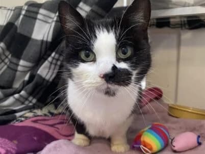 Mackerel, female senior Mixed Breed Cat for adoption at Bristol Animal Rescue Centre, Bristol