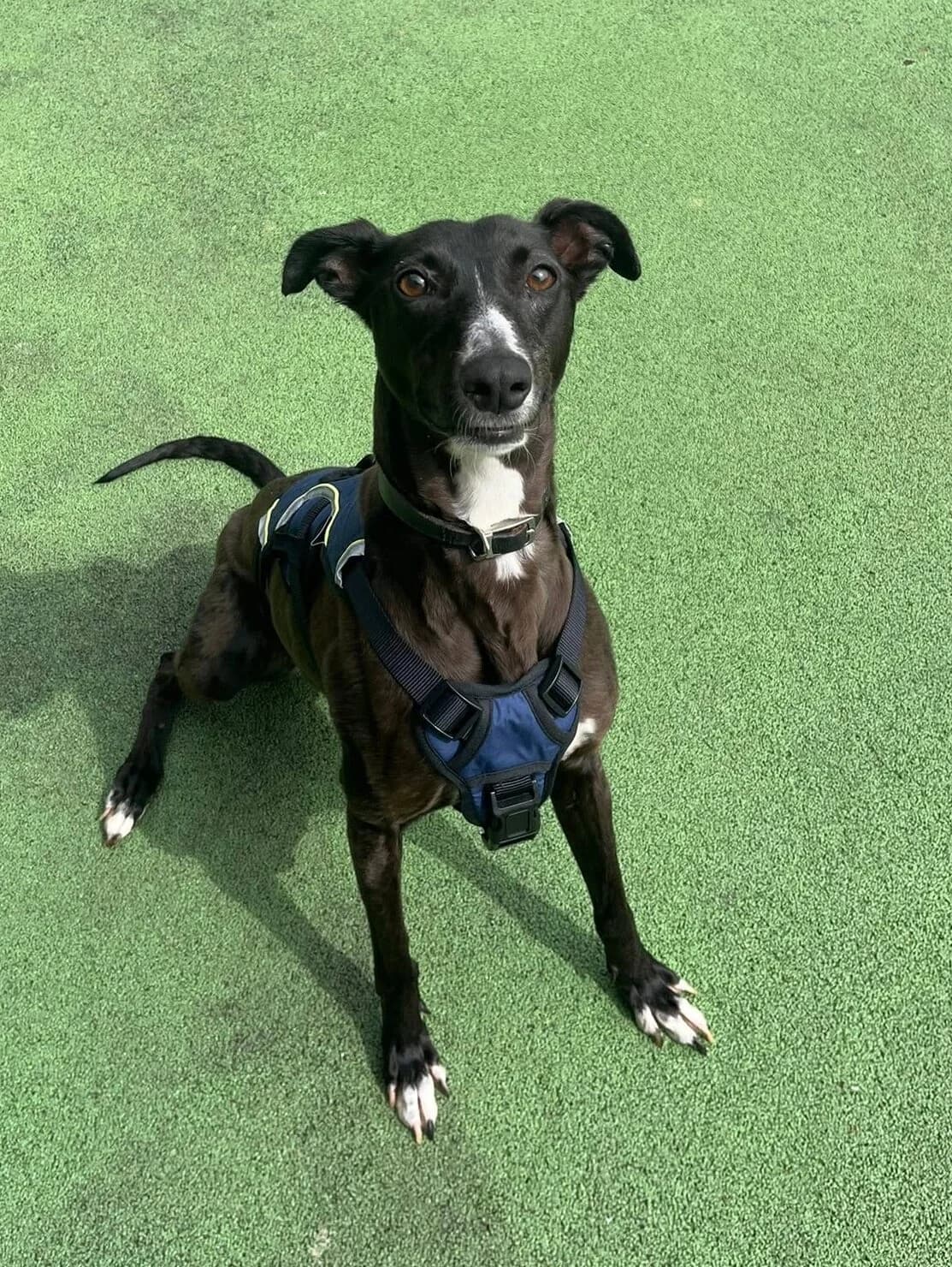 Maiden, female 3yo Lurcher for adoption at Bristol Animal Rescue Centre, Bristol