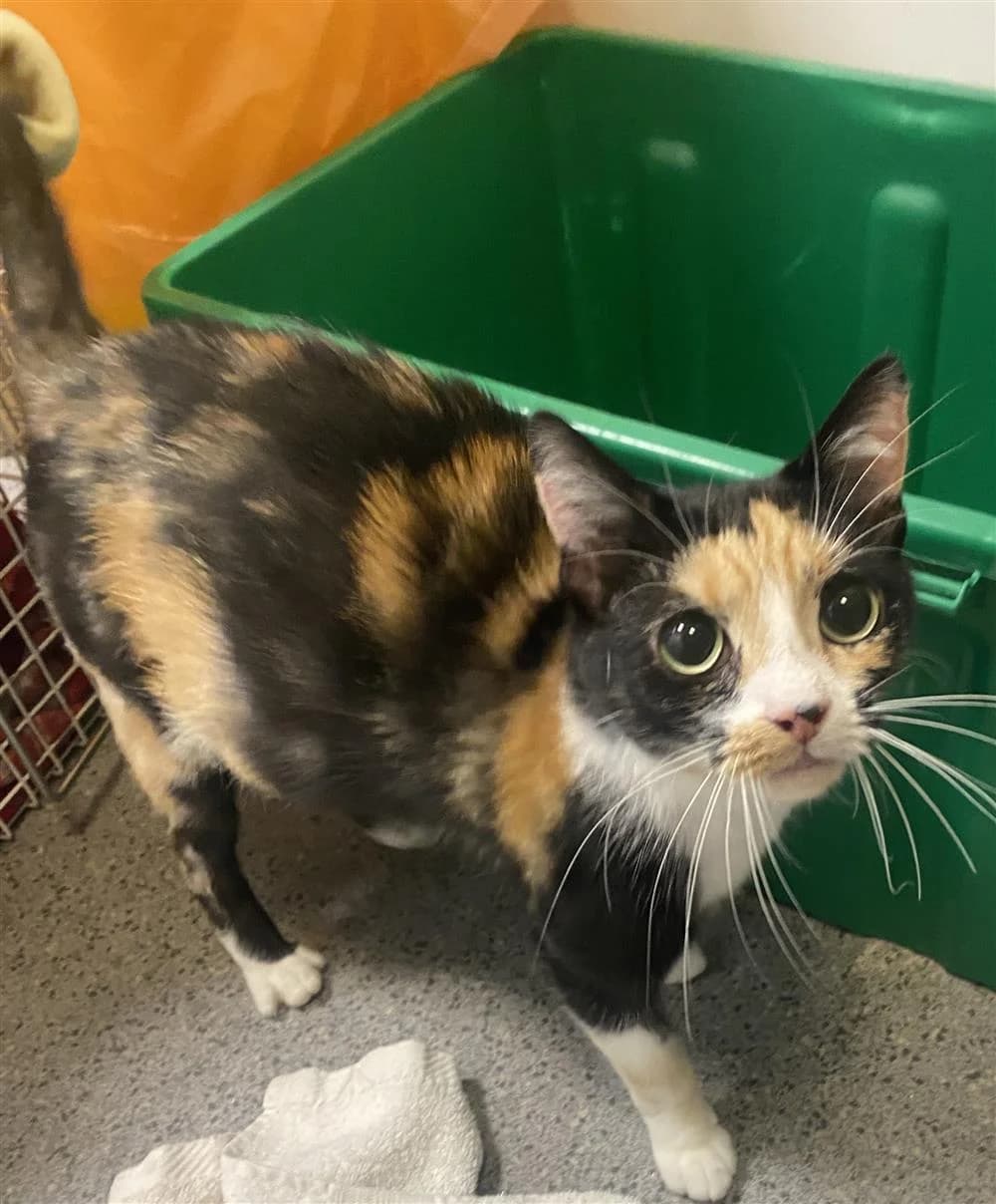 Mercedes, female young Mixed Breed Cat for adoption at Bristol Animal Rescue Centre, Bristol