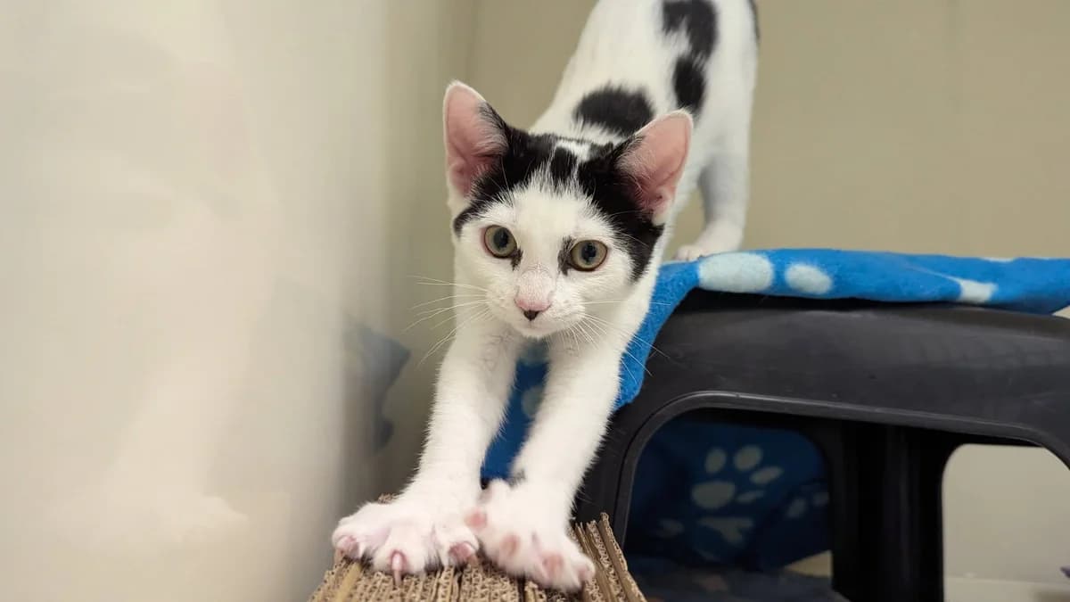 Moonshine and Vulcan, female puppy Mixed Breed Cat for adoption at Bristol Animal Rescue Centre, Bristol