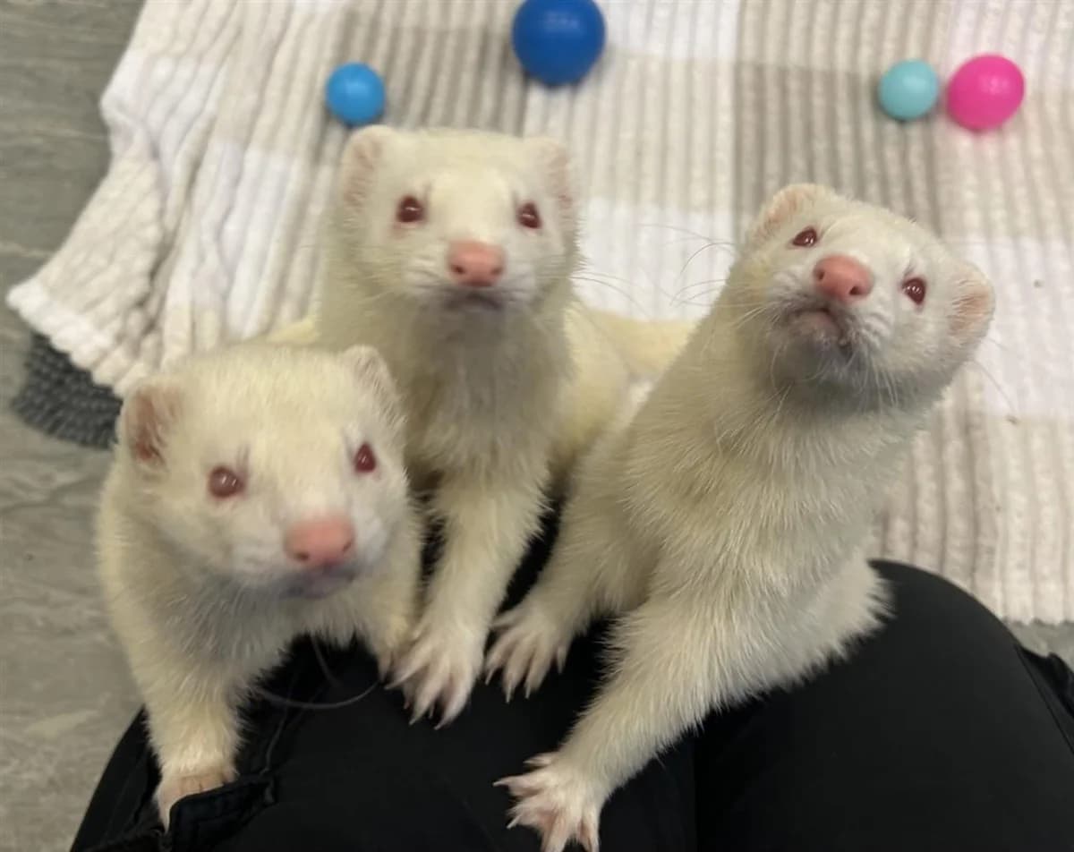 Nacho, Cheese and Salsa, male 6yo mixed breed for adoption at Bristol Animal Rescue Centre, Bristol