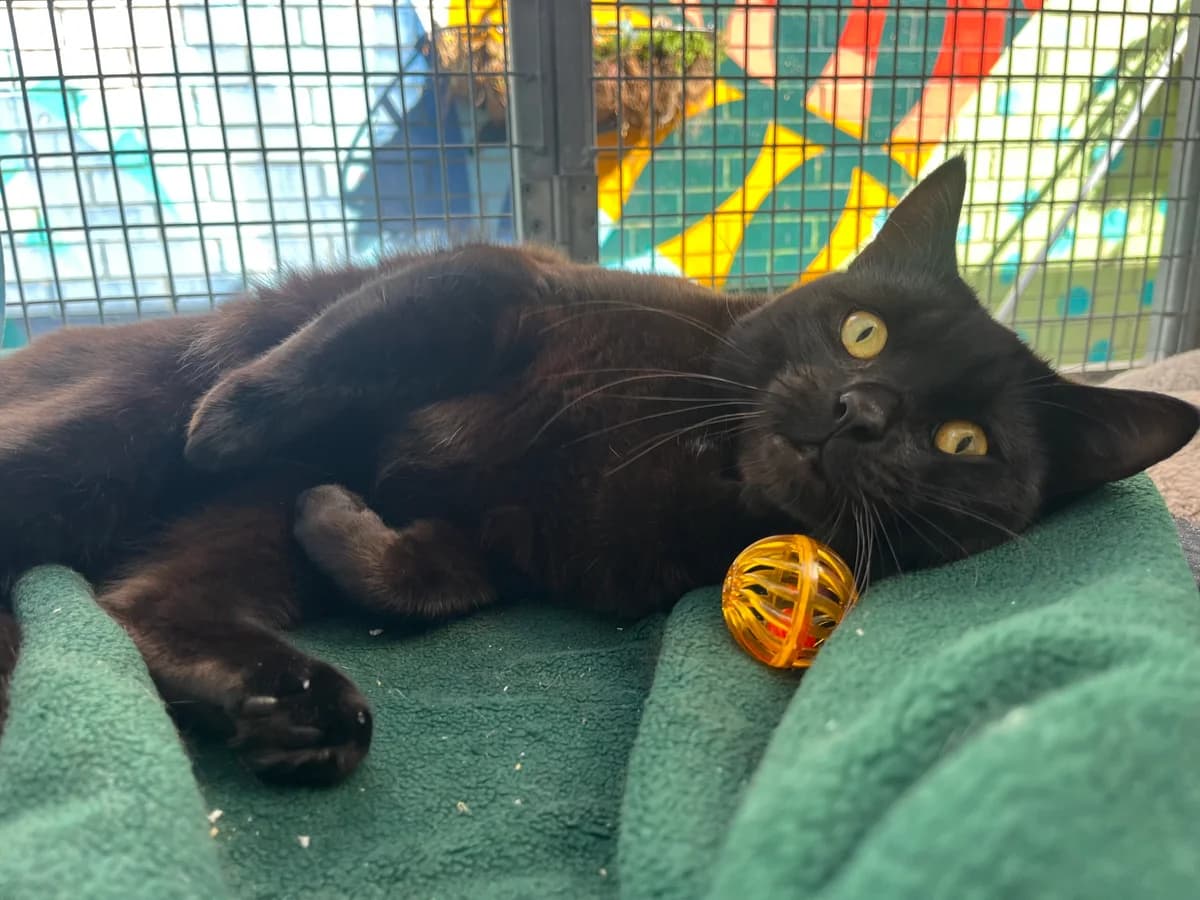 Oscar, male puppy Mixed Breed Cat for adoption at Bristol Animal Rescue Centre, Bristol