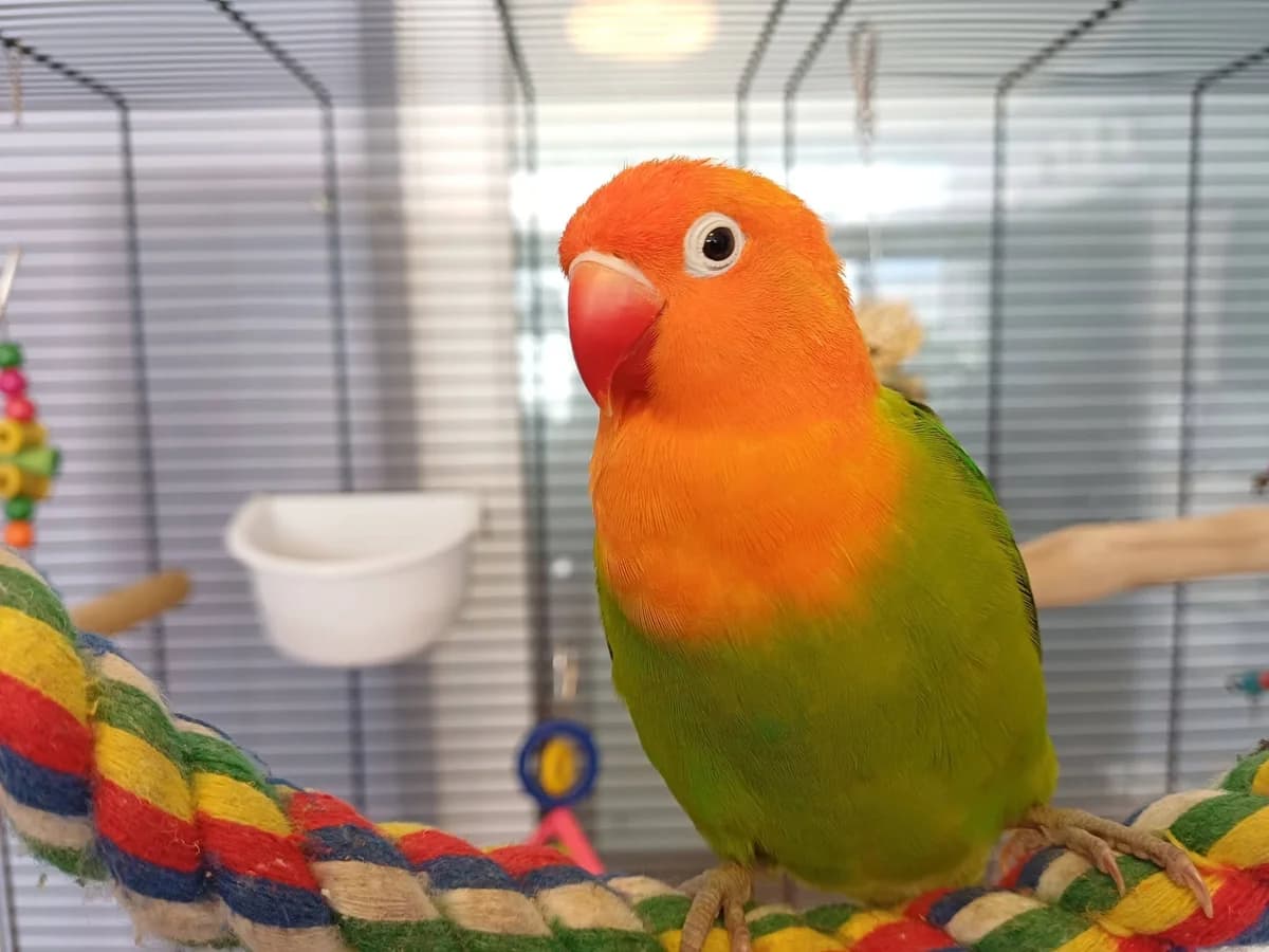 Peachy, Lovebird for adoption at Bristol Animal Rescue Centre, Bristol