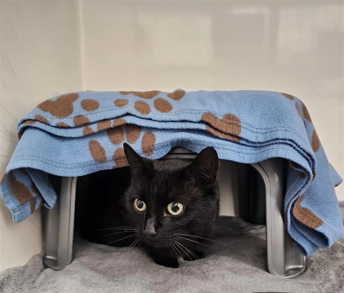 Rita, female young Mixed Breed Cat for adoption at Bristol Animal Rescue Centre, Bristol