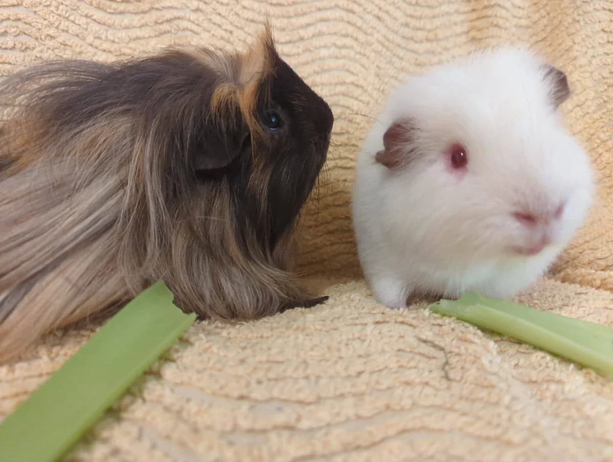 Snowflake and Cornflake, male Guinea Pig for adoption at Bristol Animal Rescue Centre, Bristol