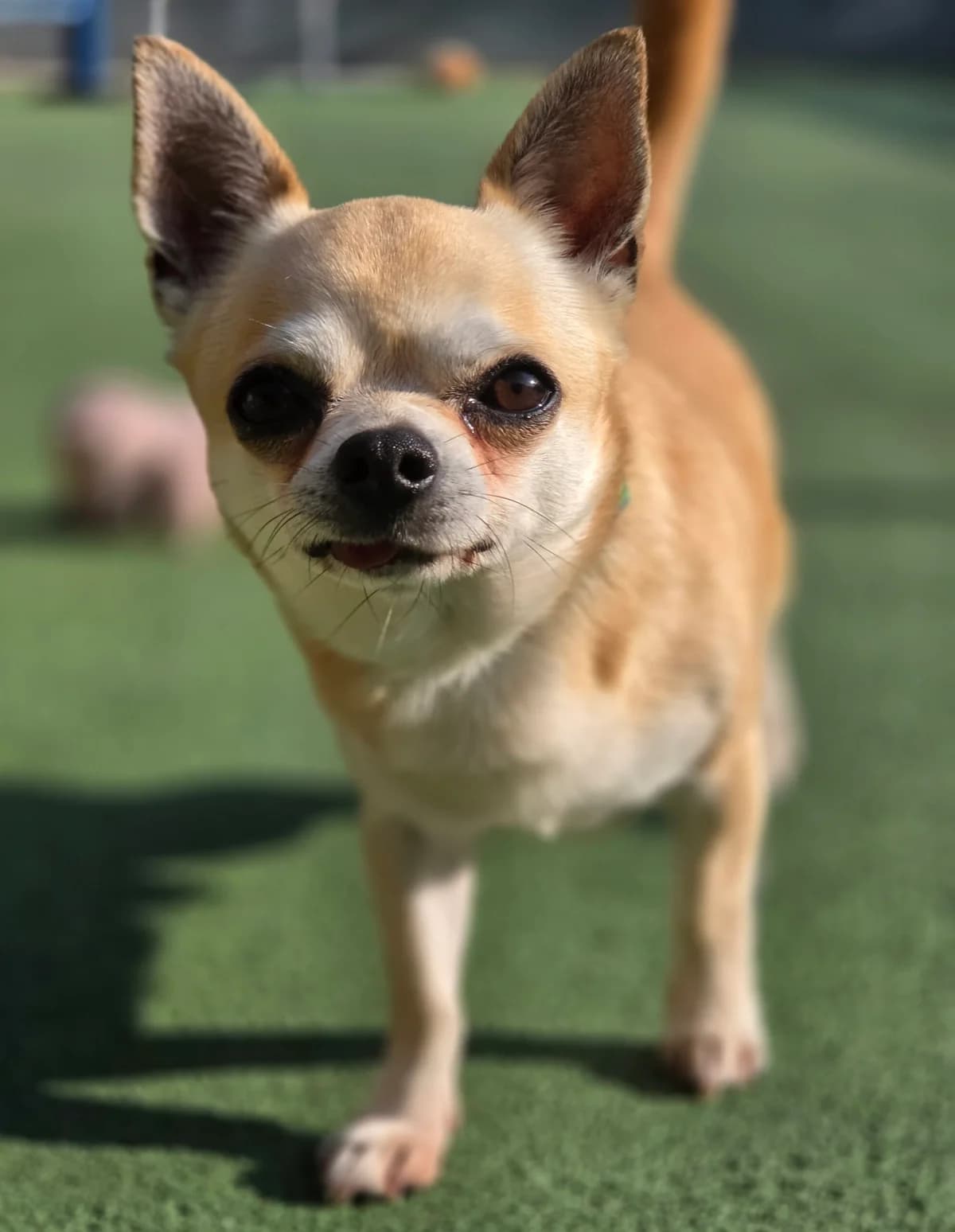 Tex, male 3yo Chihuahua for adoption at Bristol Animal Rescue Centre, Bristol